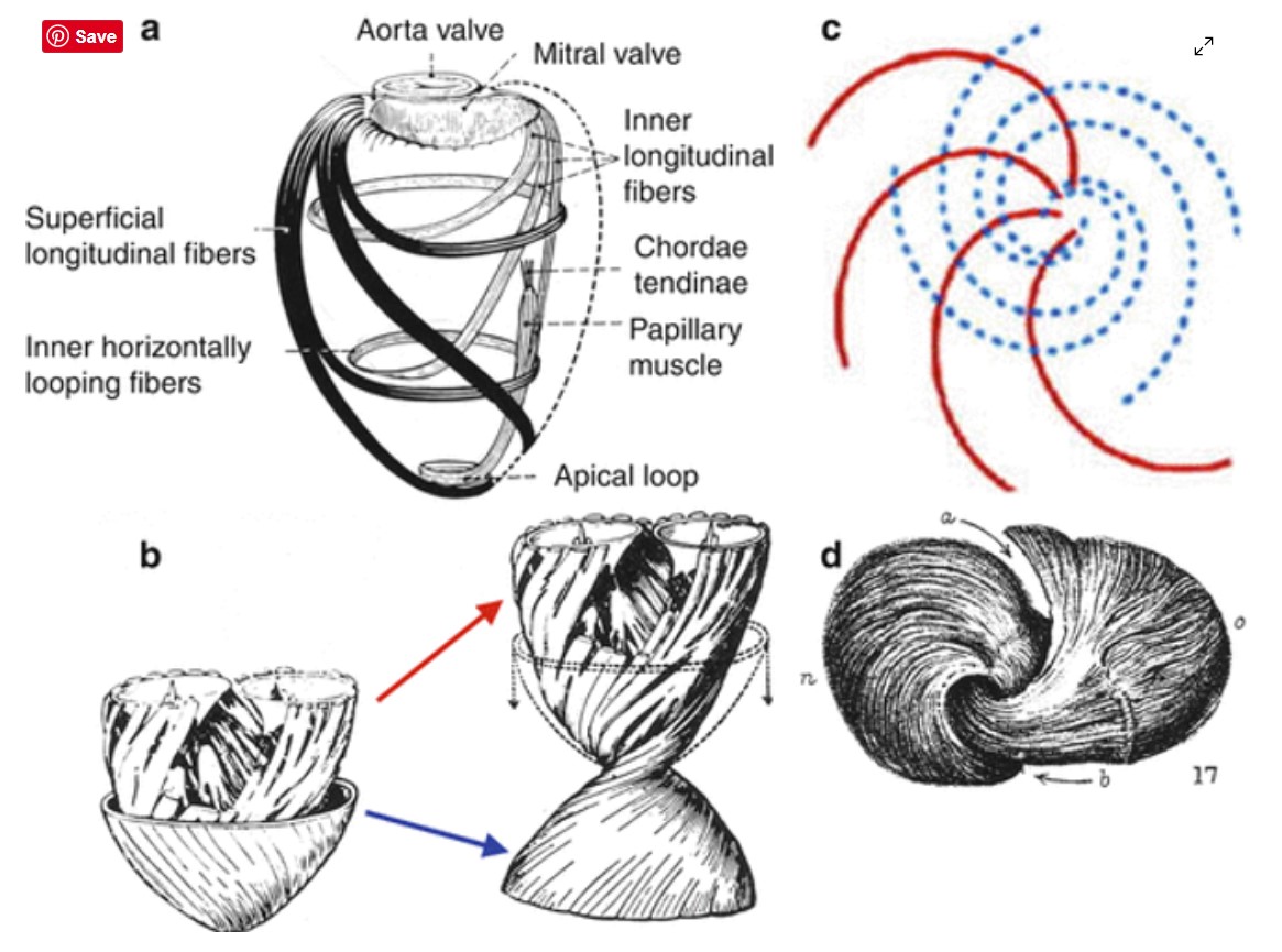 Aorta Pic3 Aorta Pic3